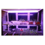 L36/77 G13 T8 | FLUORA d26x1200mm Аквариум + Оранжерея | - Лампа люминесцентная OSRAM — изображение 2
